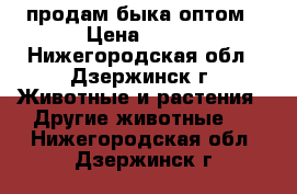 продам быка оптом › Цена ­ 270 - Нижегородская обл., Дзержинск г. Животные и растения » Другие животные   . Нижегородская обл.,Дзержинск г.